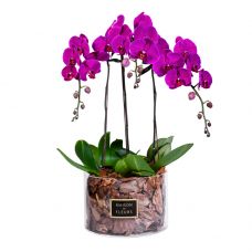 3 Purple Orchids in 30x20cm Clear Round Acrylic Box