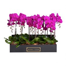 12 Purple Orchids in 90x30cm Black Rectangular Box