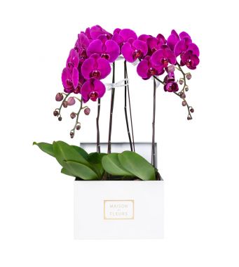 4 Purple Orchids in 30x30cm White Square Box