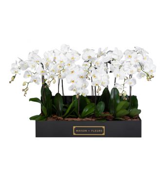 8 White Orchids in 90x30cm Black Rectangular Box