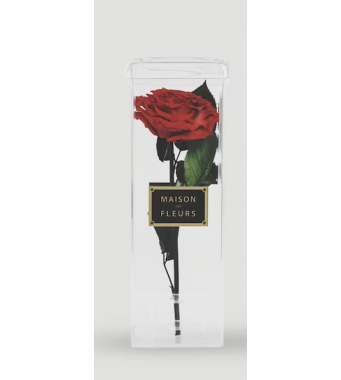 Standing long life single Rose - Tall Acrylic Box 30 x 10 cm