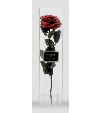 Standing long life single Rose - Tall Acrylic Box 40 x 10 cm