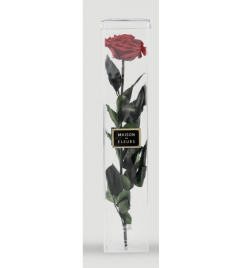 Standing long life single Rose - Tall Acrylic Box 50 x 10 cm