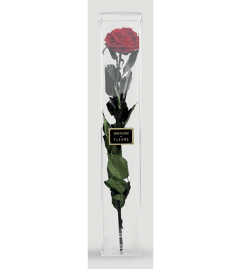 Standing long life single Rose - Tall Acrylic Box 60 x 10 cm