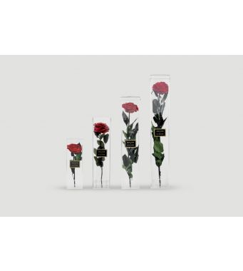 Standing long life Roses